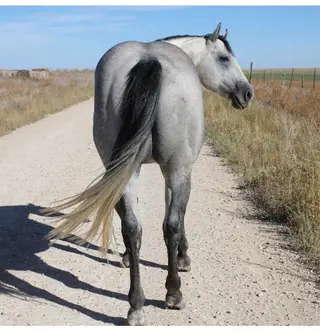 Docs Jackin Gerb, 10 Year Old Gray Quarter Horse Stallion for Sale in Amarillo, TX, photo 4 of 5