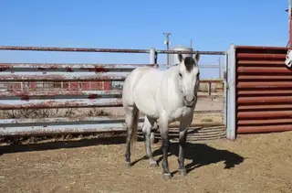 Docs Jackin Gerb, 10 Year Old Gray Quarter Horse Stallion for Sale in Amarillo, TX, photo 5 of 5