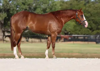 Filly by Mr Farenheit, 2 Year Old Quarter Horse Filly for Sale in TX