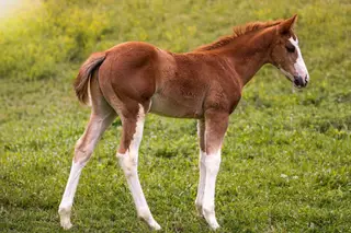 Boon There It Is, Foal Sorrel Quarter Horse Colt for Sale in Parma, ID