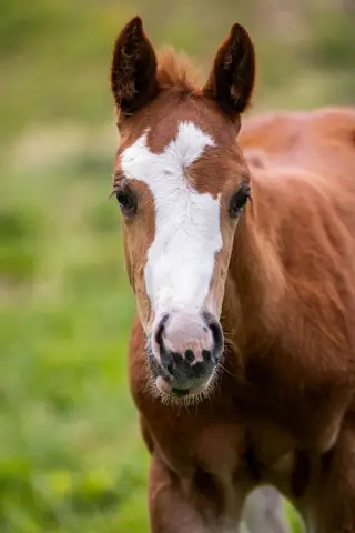 Boon There It Is, Foal Sorrel Quarter Horse Colt for Sale in Parma, ID, photo 2 of 5