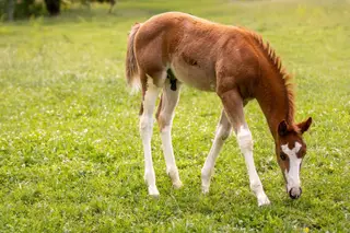 Boon There It Is, Foal Sorrel Quarter Horse Colt for Sale in Parma, ID, photo 3 of 5