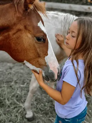 Boon There It Is, Foal Sorrel Quarter Horse Colt for Sale in Parma, ID, photo 5 of 5