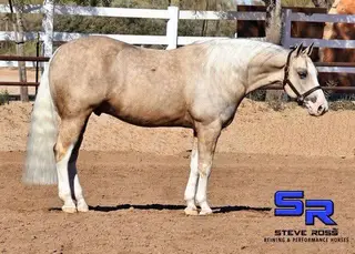 Trump, 7 Year Old Palomino Quarter Horse Gelding for Sale in Scottsdale, AZ