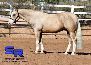 Trump, 7 Year Old Palomino Quarter Horse Gelding for Sale in Scottsdale, AZ, photo 2 of 3