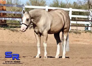 Trump, 7 Year Old Palomino Quarter Horse Gelding for Sale in Scottsdale, AZ, photo 3 of 3
