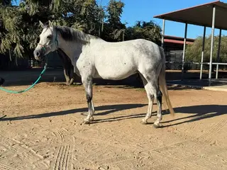 London, 13 Year Old Grey Welsh Pony/Quarter Horse Mare for Sale in Bonsall, CA