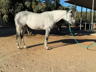 London, 13 Year Old Grey Welsh Pony/Quarter Horse Mare for Sale in Bonsall, CA, photo 2 of 2