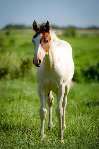 Stylish Lil Playboy, Foal Bay Quarter Horse Colt for Sale in Gainesville, TX, photo 2 of 4