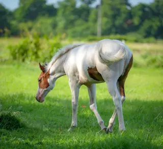 Stylish Lil Playboy, Foal Bay Quarter Horse Colt for Sale in Gainesville, TX, photo 3 of 4
