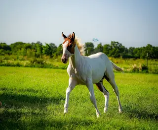 Stylish Lil Playboy, Foal Bay Quarter Horse Colt for Sale in Gainesville, TX, photo 4 of 4