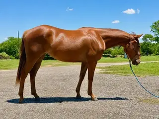 Tor Kings Jewel (Little Ann), 2 Year Old Sorrel Quarter Horse Filly for Sale in Waco, TX