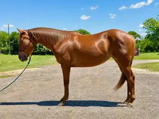 Tor Kings Jewel (Little Ann), 2 Year Old Sorrel Quarter Horse Filly for Sale in Waco, TX, photo 2 of 3