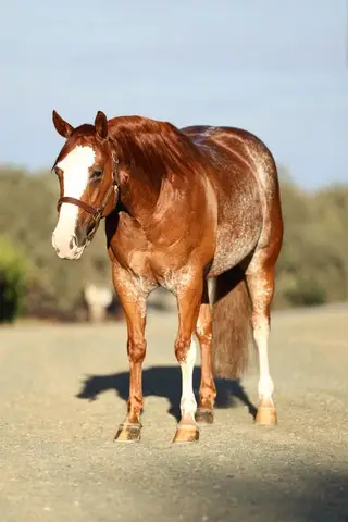 Star Chromed Cat (Luke), 9 Year Old Chestnut Quarter Horse Gelding for Sale in Las Vegas, NV