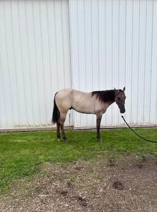 LC Hayedoc Ima Riser, 1 Year Old Grulla Roan Quarter Horse Gelding for Sale in Clyde, MI, photo 2 of 5