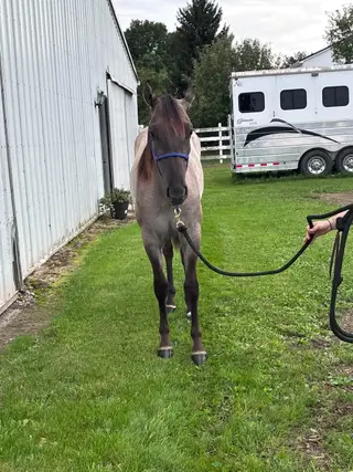 LC Hayedoc Ima Riser, 1 Year Old Grulla Roan Quarter Horse Gelding for Sale in Clyde, MI, photo 3 of 5