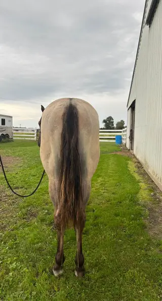 LC Hayedoc Ima Riser, 1 Year Old Grulla Roan Quarter Horse Gelding for Sale in Clyde, MI, photo 4 of 5