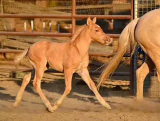 NKR One Sweet Shot (Westley), 1 Year Old Dunalino Quarter Horse Colt for Sale in Norco, CA, photo 2 of 5