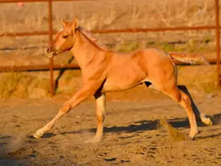 NKR One Sweet Shot (Westley), 1 Year Old Dunalino Quarter Horse Colt for Sale in Norco, CA, photo 3 of 5