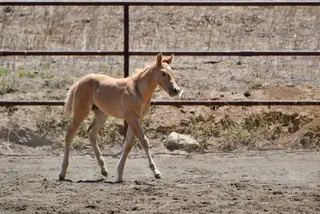 NKR One Sweet Shot (Westley), 1 Year Old Dunalino Quarter Horse Colt for Sale in Norco, CA, photo 4 of 5
