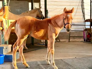 NKR One Sweet Shot (Westley), 1 Year Old Dunalino Quarter Horse Colt for Sale in Norco, CA, photo 5 of 5