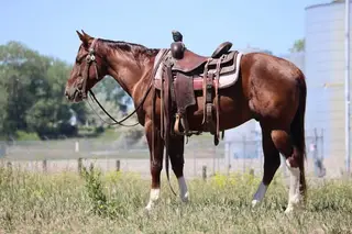 Spots Dualin Doc, 4 Year Old Chestnut Quarter Horse Gelding for Sale in Corsica, SD