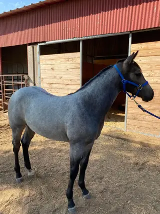 Colt by Taggline, 1 Year Old Roan Quarter Horse Colt for Sale in Whitesboro, TX