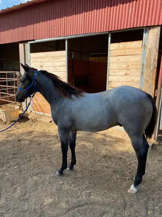 Colt by Taggline, 1 Year Old Roan Quarter Horse Colt for Sale in Whitesboro, TX, photo 2 of 4