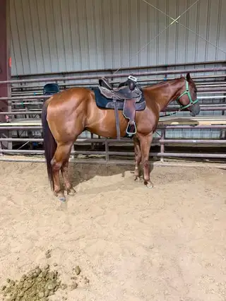 Sorrel Quarter Horse Gelding