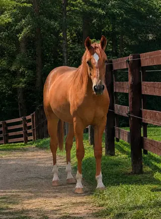 A Vintage Cruze, 1 Year Old Red Dun Quarter Horse Filly for Sale in IN