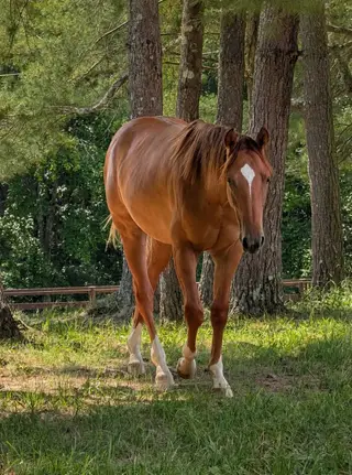 A Vintage Cruze, 1 Year Old Red Dun Quarter Horse Filly for Sale in IN, photo 2 of 3