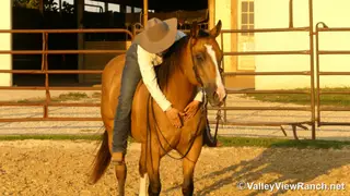 Mack, 15 Year Old Buckskin Quarter Horse Gelding for Sale in Forney, TX, photo 2 of 6