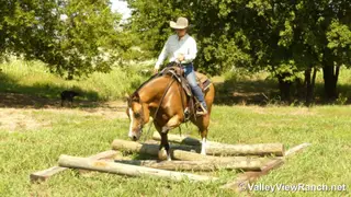 Mack, 15 Year Old Buckskin Quarter Horse Gelding for Sale in Forney, TX, photo 3 of 6