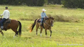Mack, 15 Year Old Buckskin Quarter Horse Gelding for Sale in Forney, TX, photo 5 of 6