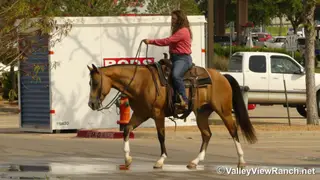 Mack, 15 Year Old Buckskin Quarter Horse Gelding for Sale in Forney, TX, photo 6 of 6
