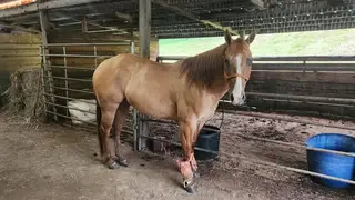 Molly's Dun Slinky, 11 Year Old Red Dun Quarter Horse Mare for Sale in Newburg, MO, photo 3 of 4
