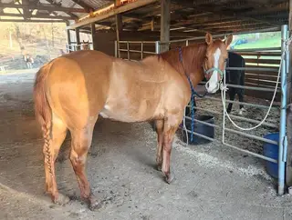 Molly's Dun Slinky, 11 Year Old Red Dun Quarter Horse Mare for Sale in Newburg, MO, photo 4 of 4