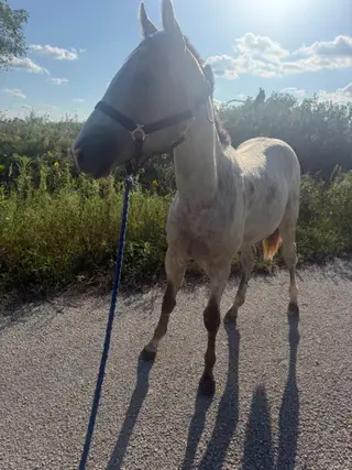 Slinging Iron (Steel), 1 Year Old Gray Quarter Horse Colt for Sale in Admire, KS, photo 2 of 5