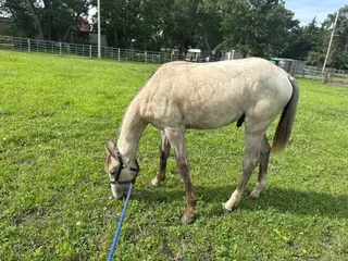 Slinging Iron (Steel), 1 Year Old Gray Quarter Horse Colt for Sale in Admire, KS, photo 3 of 5