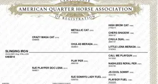 Slinging Iron (Steel), 1 Year Old Gray Quarter Horse Colt for Sale in Admire, KS, photo 4 of 5