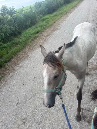 Slinging Iron (Steel), 1 Year Old Gray Quarter Horse Colt for Sale in Admire, KS, photo 5 of 5