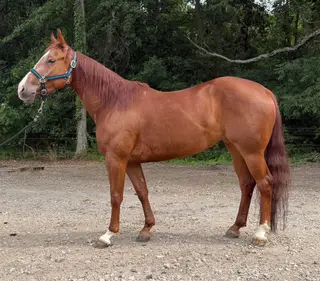 Rollz Rhonda Voo, 4 Year Old Sorrel Quarter Horse Mare for Sale in Ridgeville, IN