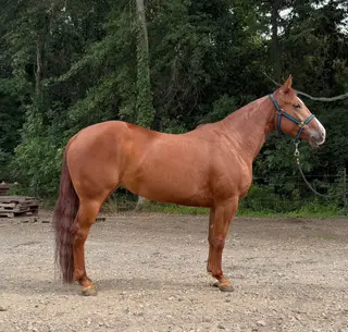 Rollz Rhonda Voo, 4 Year Old Sorrel Quarter Horse Mare for Sale in Ridgeville, IN, photo 2 of 3