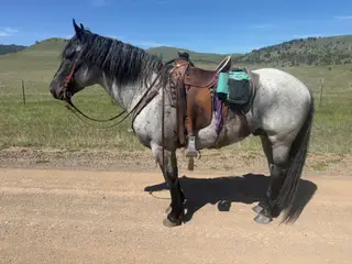 Troubador, 5 Year Old Roan Percheron Cross Stallion for Sale in Great Falls, MT
