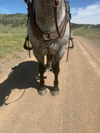 Troubador, 5 Year Old Roan Percheron Cross Stallion for Sale in Great Falls, MT, photo 2 of 5