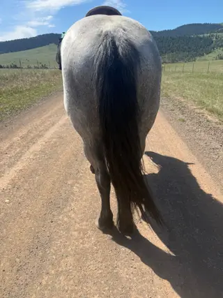 Troubador, 5 Year Old Roan Percheron Cross Stallion for Sale in Great Falls, MT, photo 3 of 5