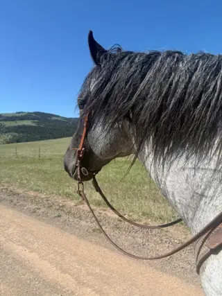 Troubador, 5 Year Old Roan Percheron Cross Stallion for Sale in Great Falls, MT, photo 4 of 5