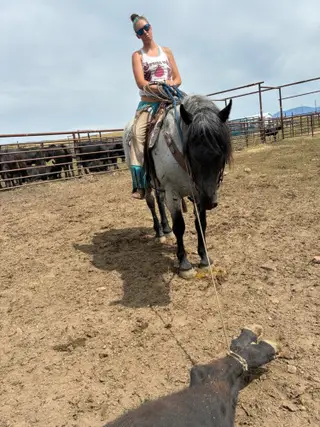 Troubador, 5 Year Old Roan Percheron Cross Stallion for Sale in Great Falls, MT, photo 5 of 5