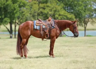 Fulla Sand S8, 7 Year Old Sorrel Quarter Horse Mare for Sale in Corsica, SD