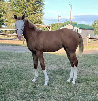 So Blazin Smart Chic, Foal Red Dun Quarter Horse Filly for Sale in Mayville, MI